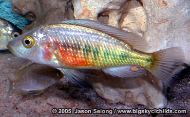 Lipochromis parvidens "red"
