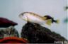 Labidochromis sp. 'perlmutt'