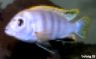 Labidochromis sp. 'perlmutt'