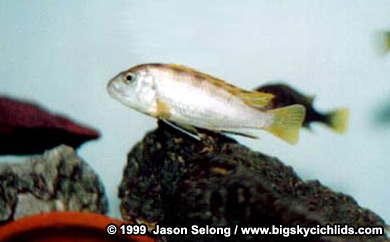 Labidochromis sp. 'perlmutt'  -female