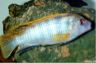 Labidochromis sp. 'perlmutt'