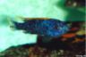 Labeotropheus trewavasae 'marmalade cat'