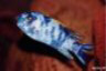 Labeotropheus trewavasae 'marmalade cat'