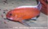 Labeotropheus trewavasae "mpanga red"