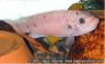Labeotropheus trewavasae 'Mpanga red' -female