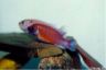 Labeotropheus trewavasae 'Mpanga red' -spawners
