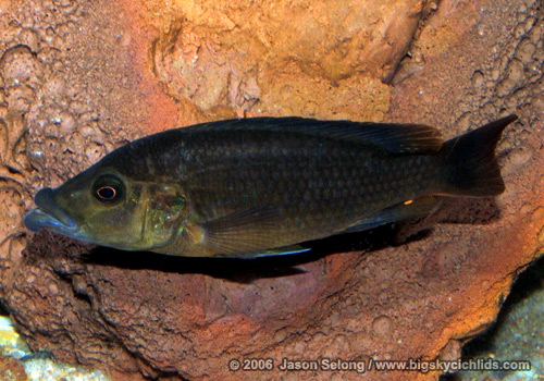  Melanochromis labrosus