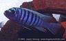 Metriaclima sp. "slim/compact zebra"