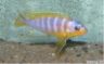 Metriaclima aurora 