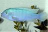 Metriaclima callainos