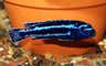 Melanochromis cyaneorhabdos