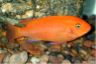 Metriaclima estherae