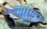 Metriaclima estherae (blue male)