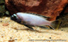 Metriaclima sp. "membe deep""