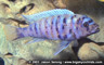Metriaclima sp. "slim/compact zebra"