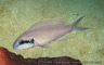 Neolamprologus brichardi "fulwe"