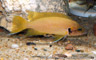 Neolamprologus sp. helianthus