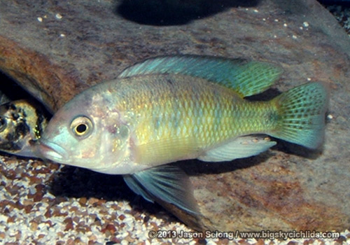 Neochromis omnicaeruleus "makobe"