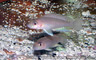 Neolamprologus ventralis