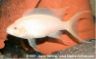Neolamprologus brichardi "albino"