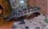 Neolamprologus buescheri "zaire gold"