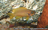 Neolamprologus sp. helianthus