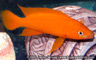 Neolamprologus leleupi