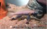 Neolamprologus nigriventris