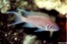 Neolamprologus olivaceous