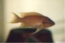 Neolamprologus splendens