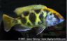 Nimbochromis venustus