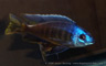 Otopharynx tetraspilus