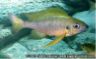 Ophthalmotilapia nasuta "mukosa orange"