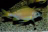 Opthalmotilapia nasuta