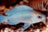 Opthalmotilapia ventralis 'orange cap'
