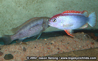 Pseudotropheus sp. "red-top ndumbi" pair