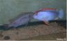 Pseudotropheus sp. "red-top ndumbi"