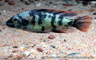 Paralabidochromis chromogynos