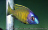 Placidochromis sp. "electra superior"