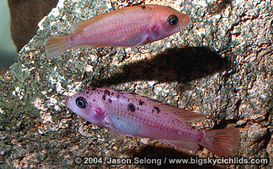 Haplochromis sp. "redfin piebald"