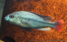 Platytaeniodus sp. "red tail sheller"
