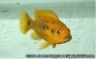 Petrotilapia sp. "small blue" -female