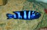 Pseudotropheus demasoni -female
