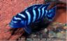 Pseudotropheus demasoni