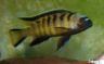 Pseudotropheus flavus