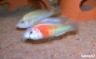 Ptyochromis sp. "salmon"