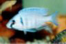 Placidochromis electra