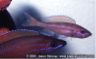 Paracyprichromis nigripinnis