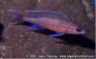 Paracyprichromis nigripinnis