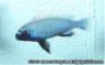 Pseudotrohpeus sp. "polit"